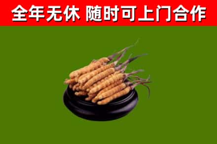 雷山回收冬虫夏草